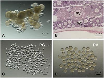 Transcriptomic Analysis for Differentially Expressed Genes in Ovarian Follicle Activation in the Zebrafish